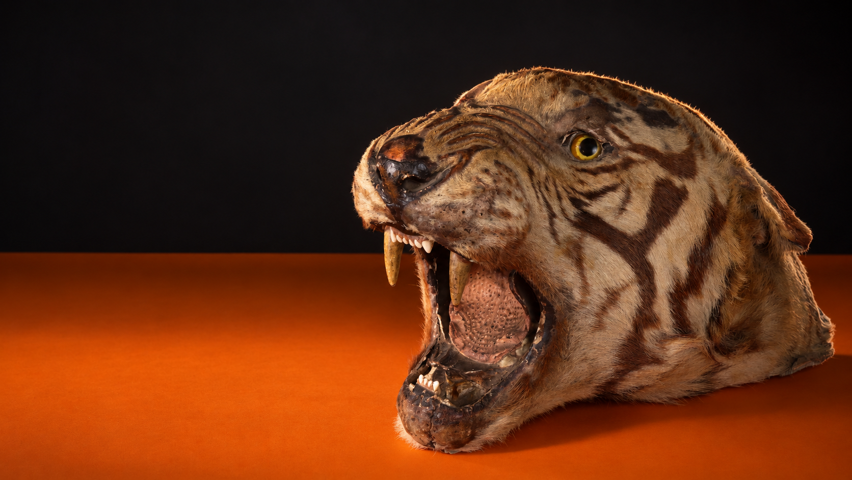 Moody Antique Tiger Against Black And Orange (1)